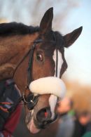 King George winner Kauto Star in the winner's enclosure.